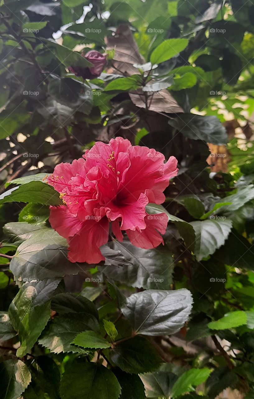 beautiful flower hibiscus