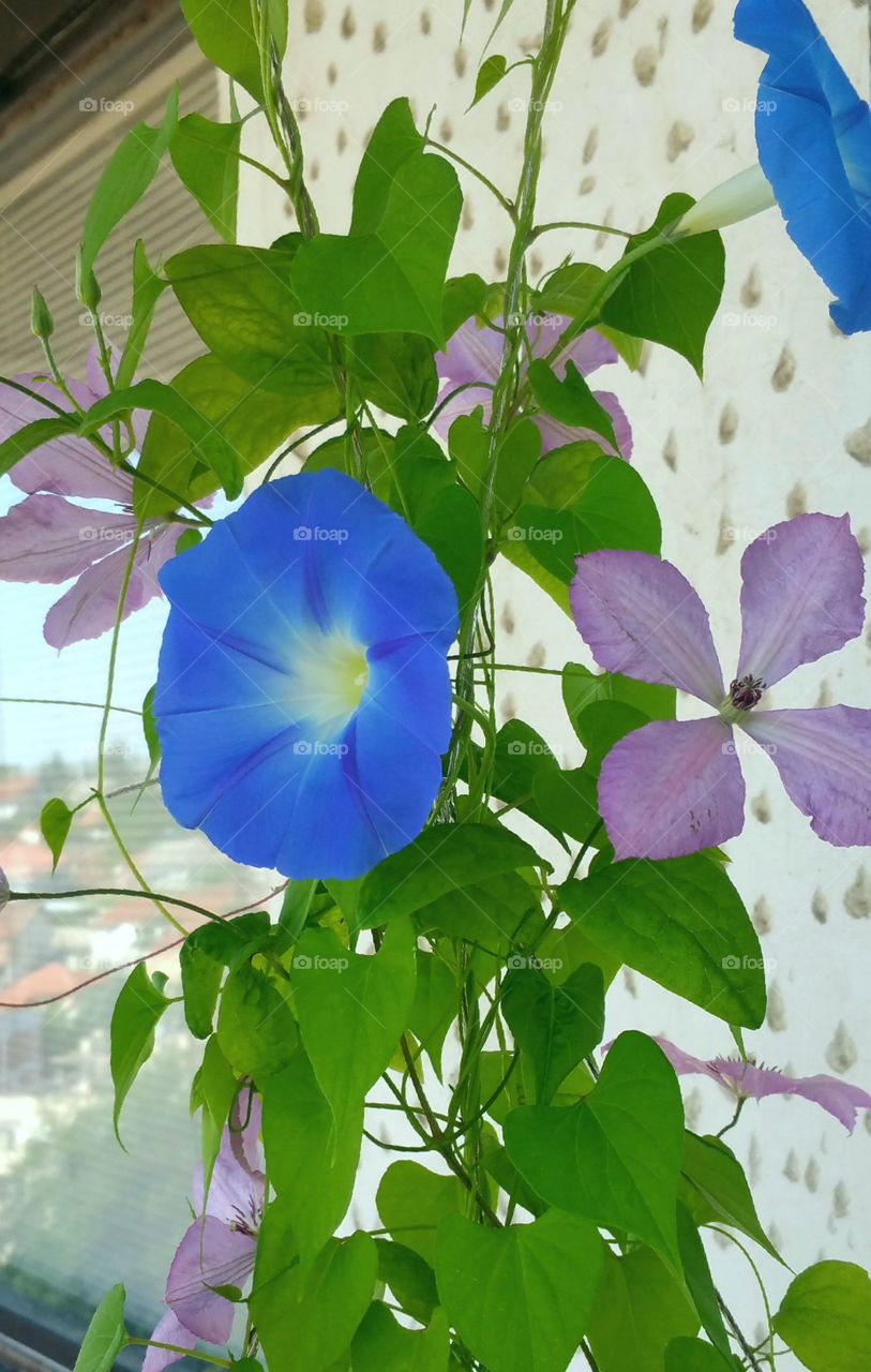 Morning glory and clematis