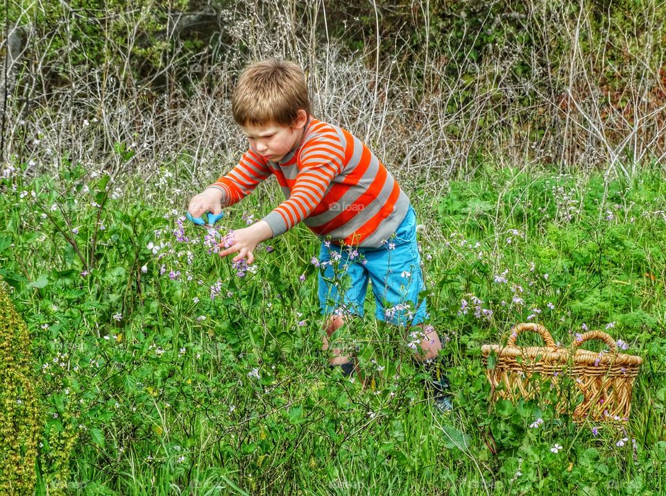 Little Boy Gathering Wild Flowers