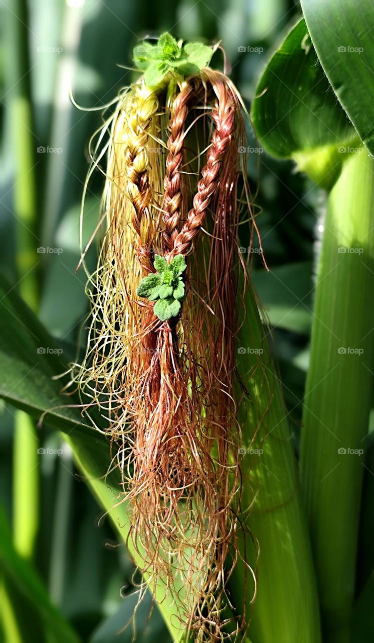 Corn salon