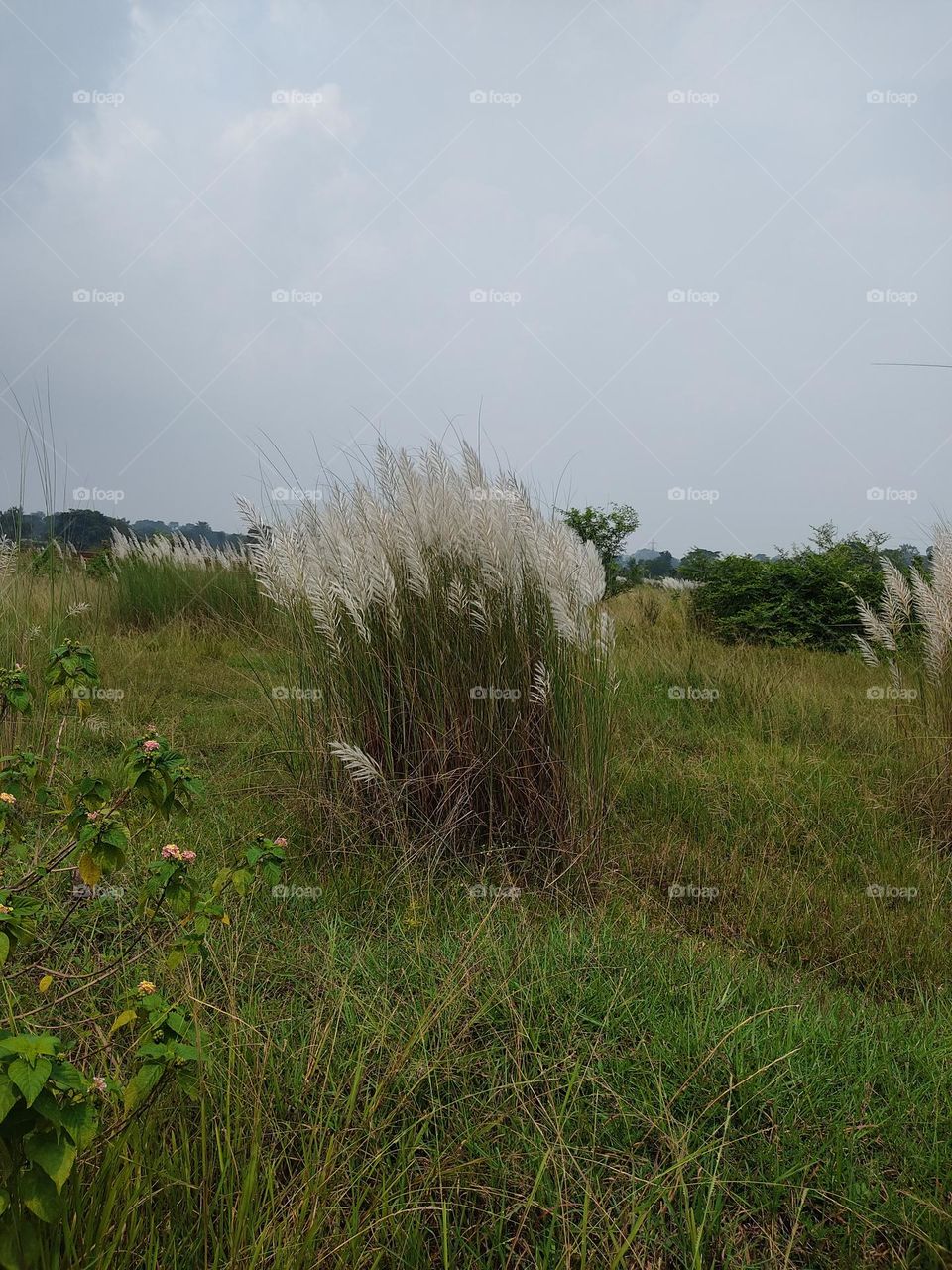 Clumps of beautiful long grasses