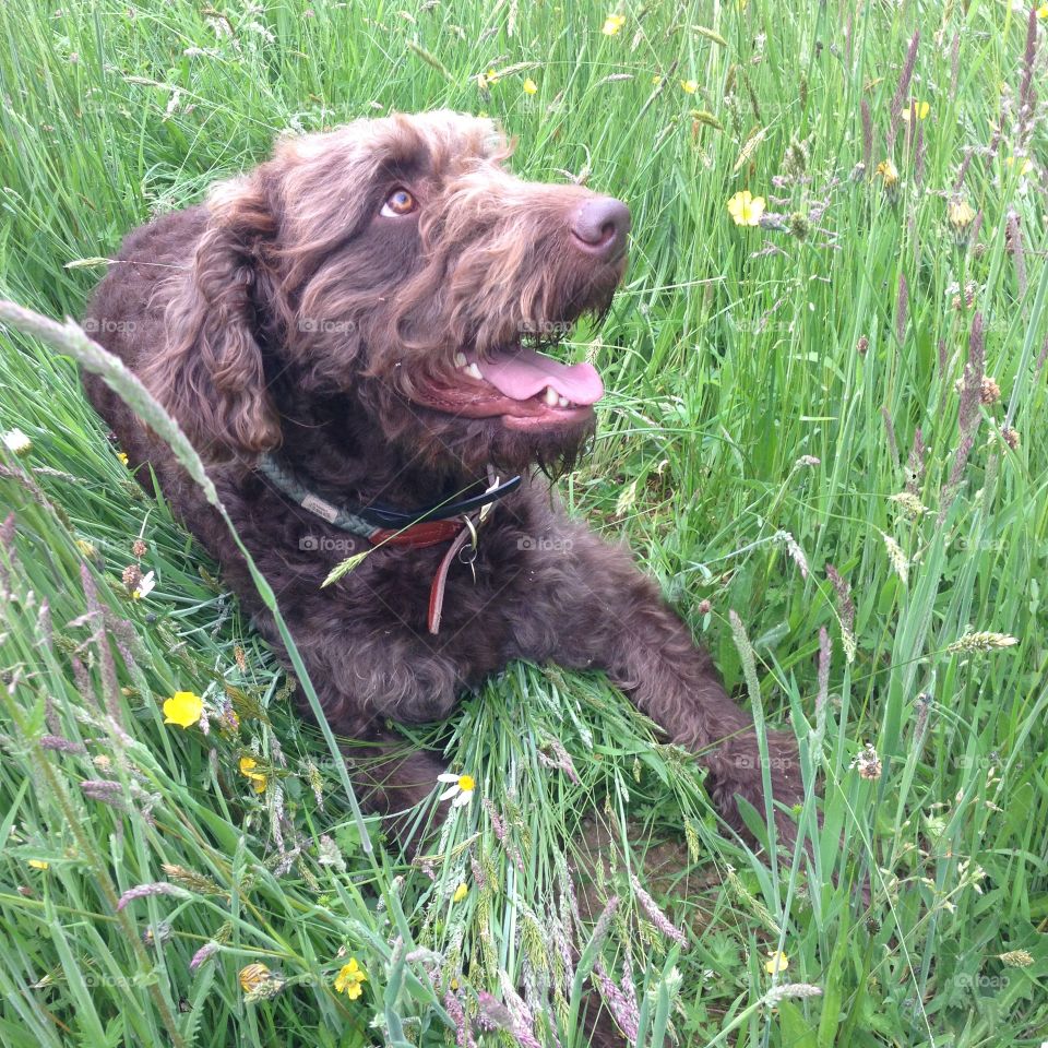 Grass, Dog, Animal, Pet, Mammal