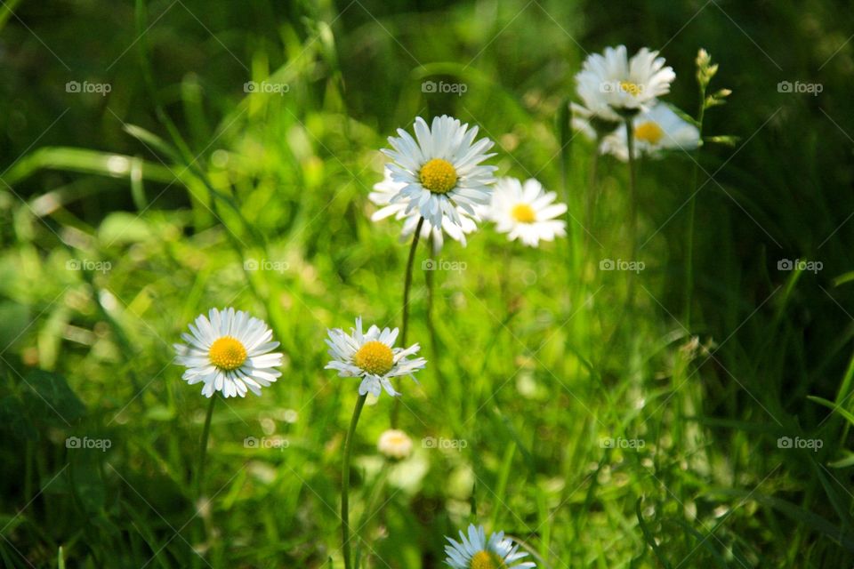 Field of flowers