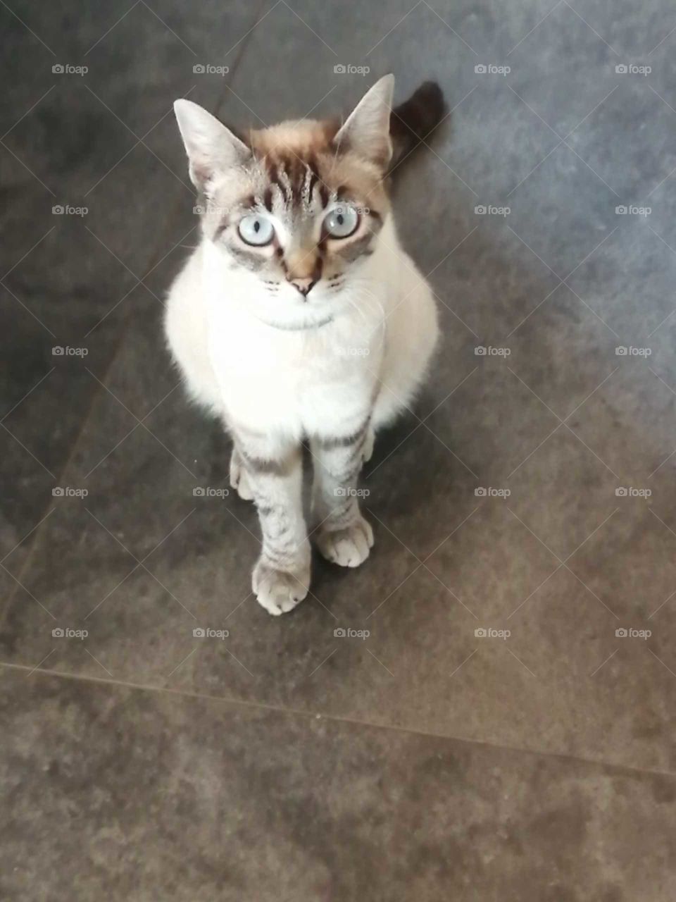 my cat Viola watching a bird's documentary