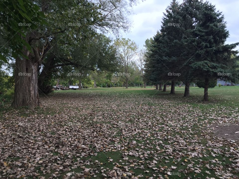 Fall leaves along ground on rural path.