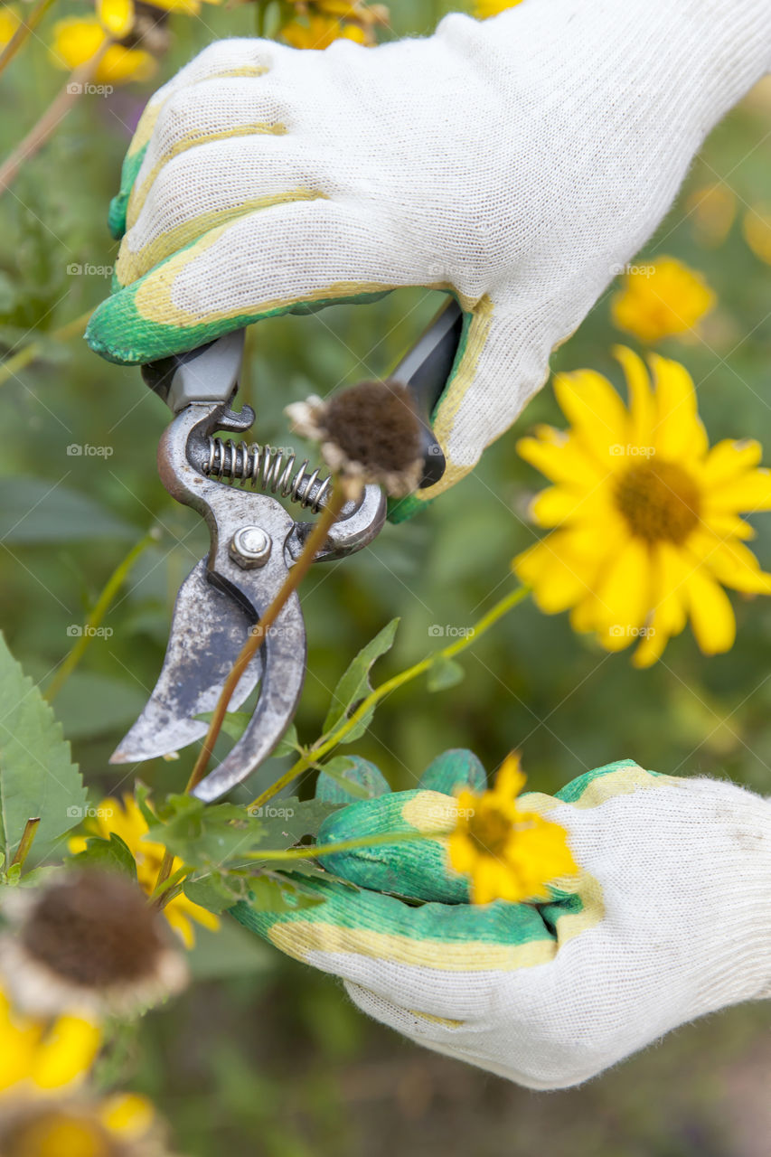 Close-up of a person pruning plant