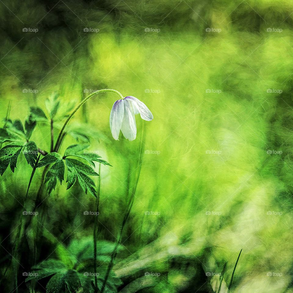 A single white wildflower in lush green grass in a forest.