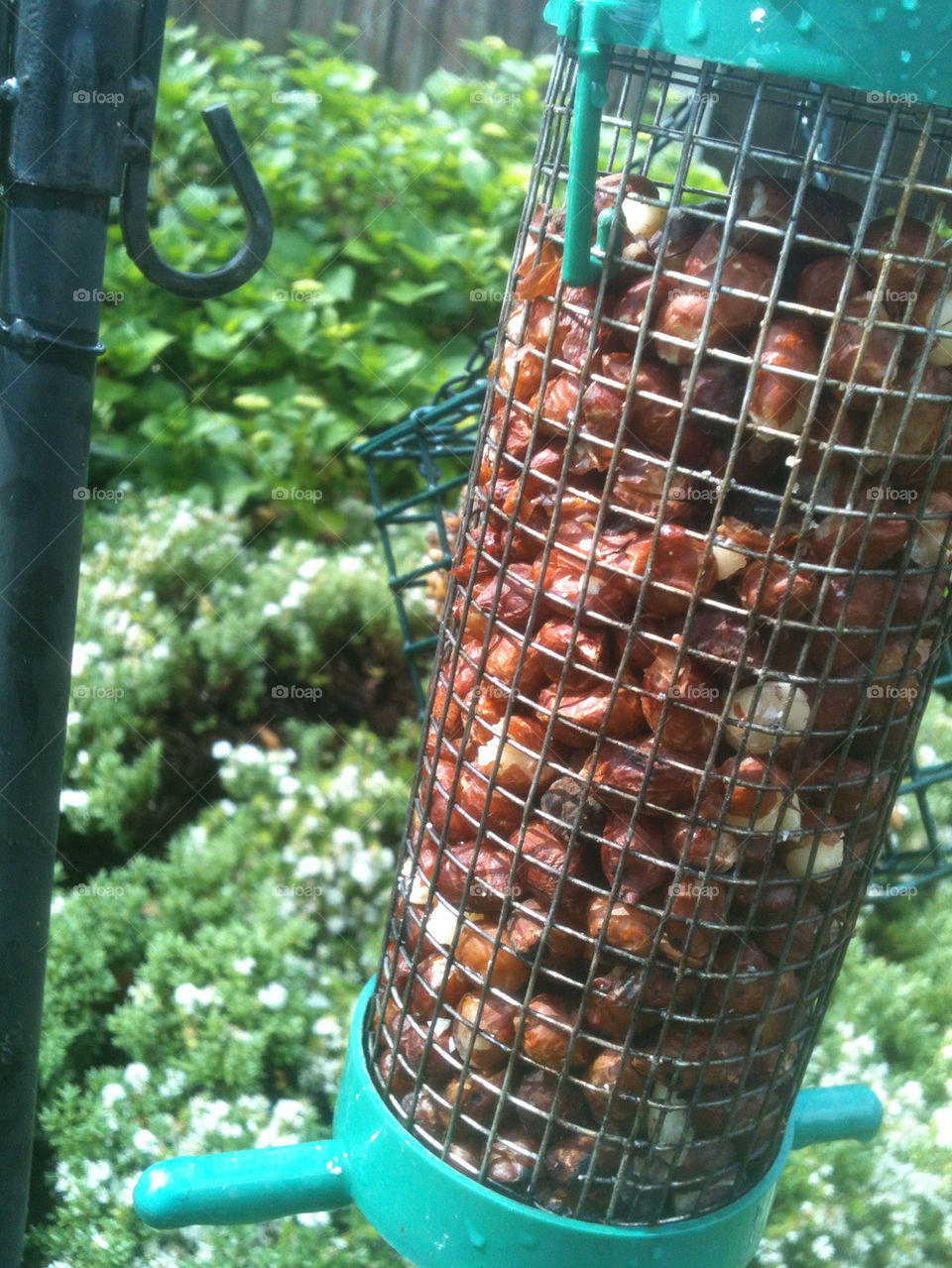 garden food nuts bird by gregmanchester