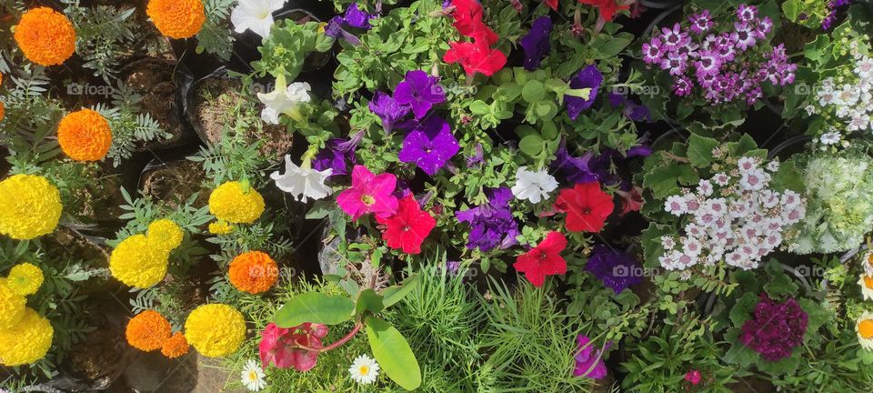 Natural flowers in multiple colors of indescribable beauty