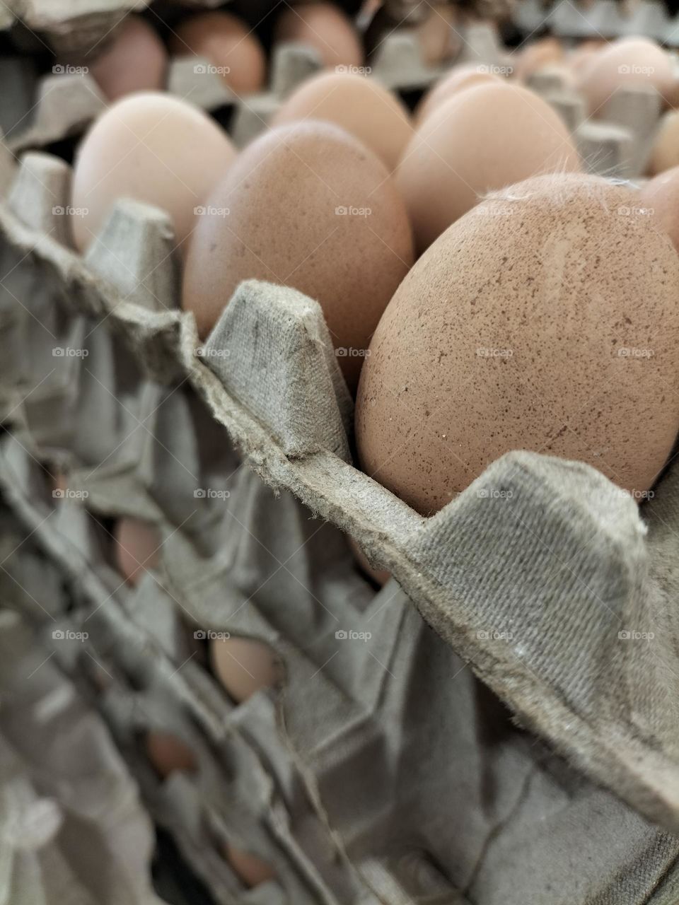 Picture of a chicken egg for the background