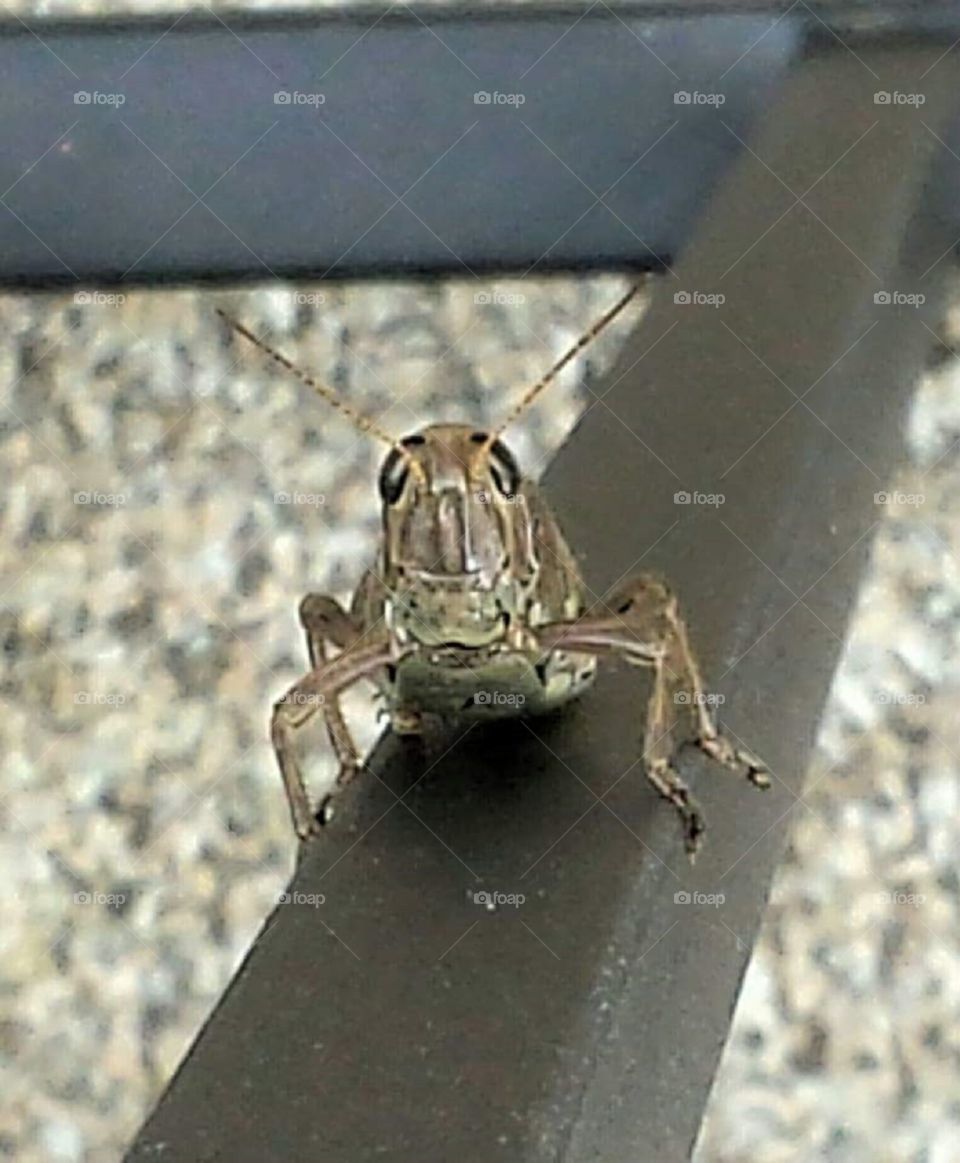 Grasshopper closeup