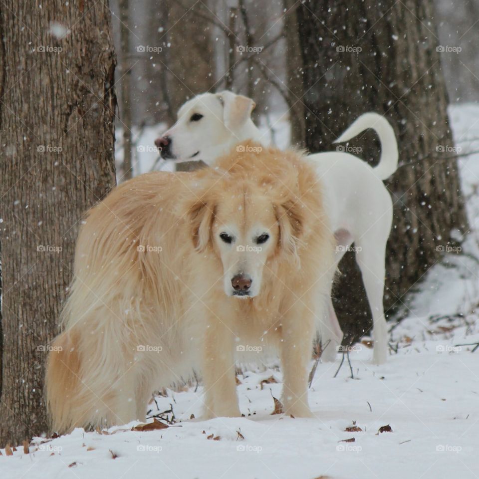 walking in a winter wonderland,  snowfall in autumn