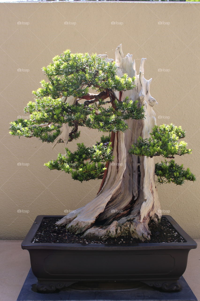 japanese yew bonsai