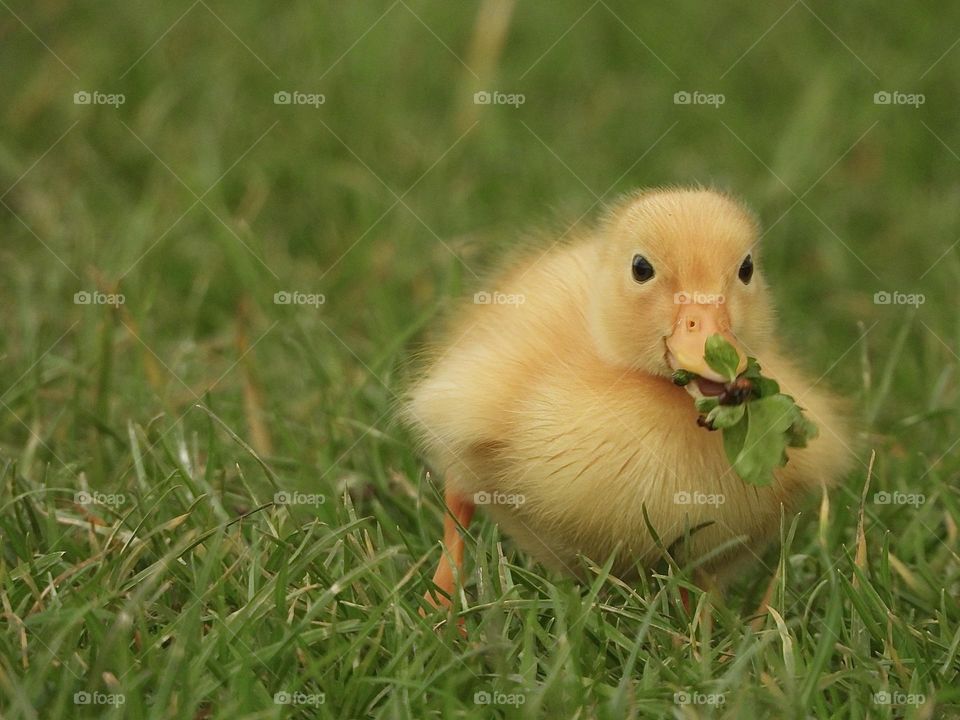 A yellow duckling at the river