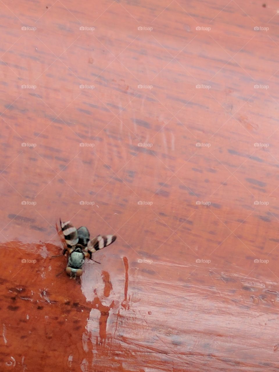 striped winged fly dry off