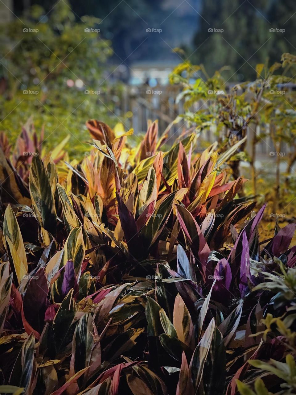 urban plants in the park