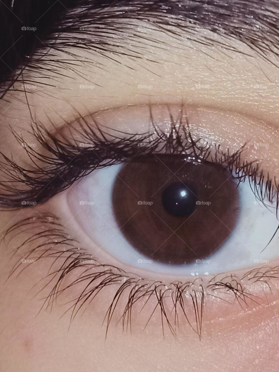 beautiful brown human eye.