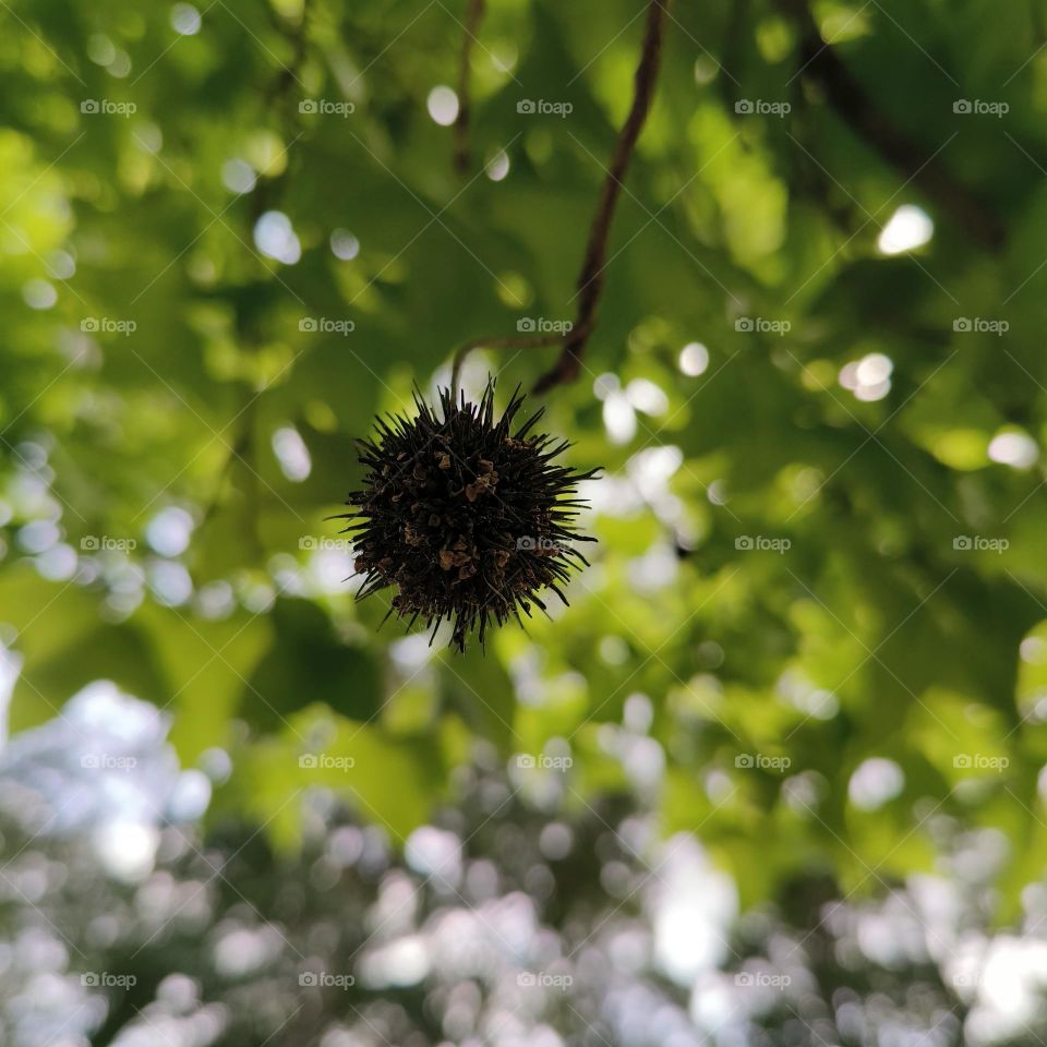 Maple cones and maple leaves