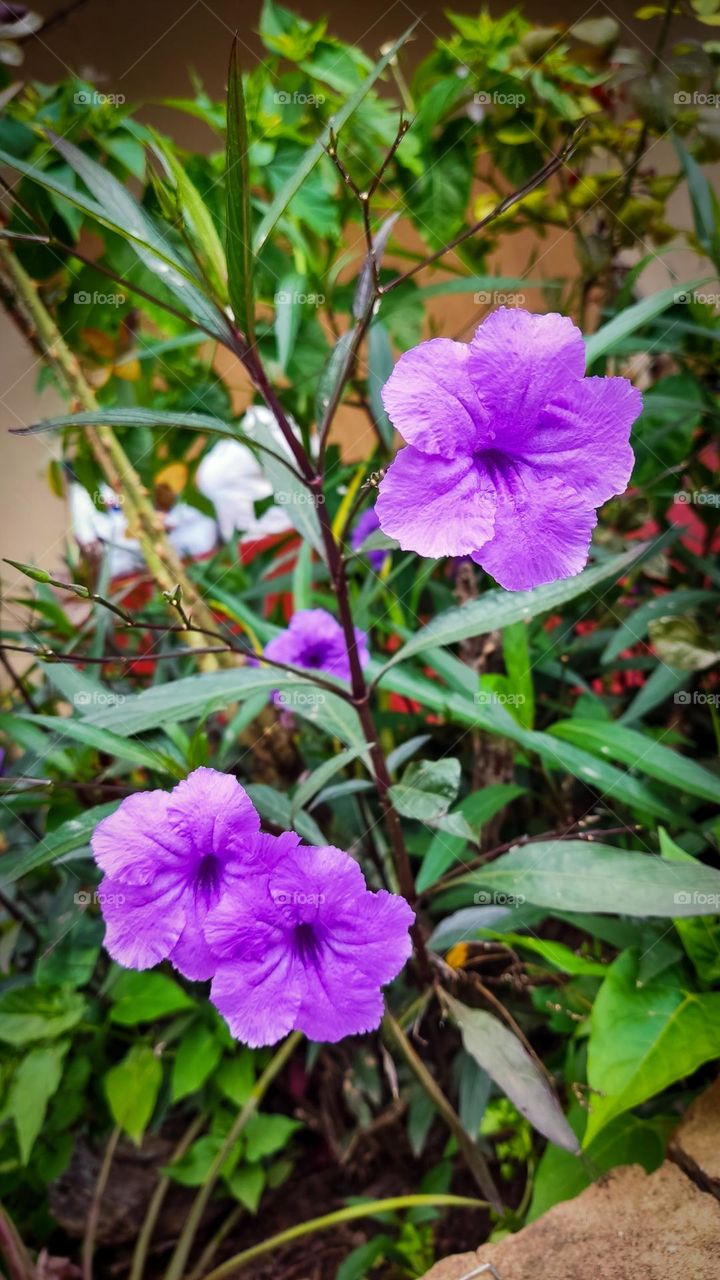 Purple flower