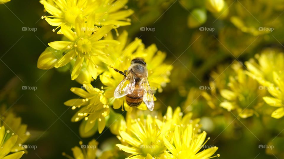 Bee foraging on yellow succulent flowers.