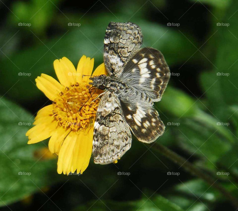 a special Gray and white butterfly on the yellow