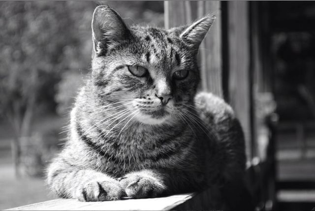Cool Cat
