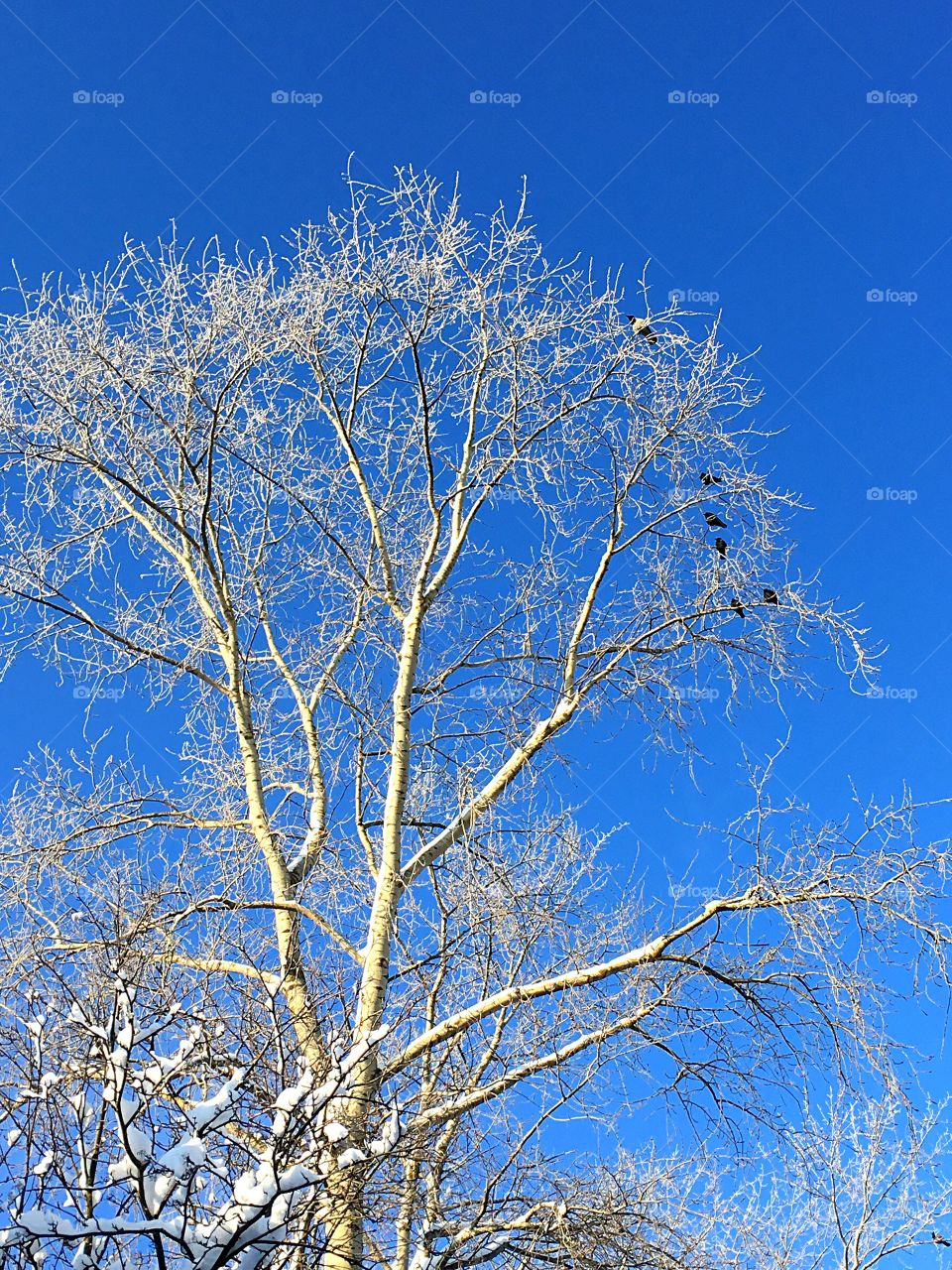 big tree against the blue sky in winter