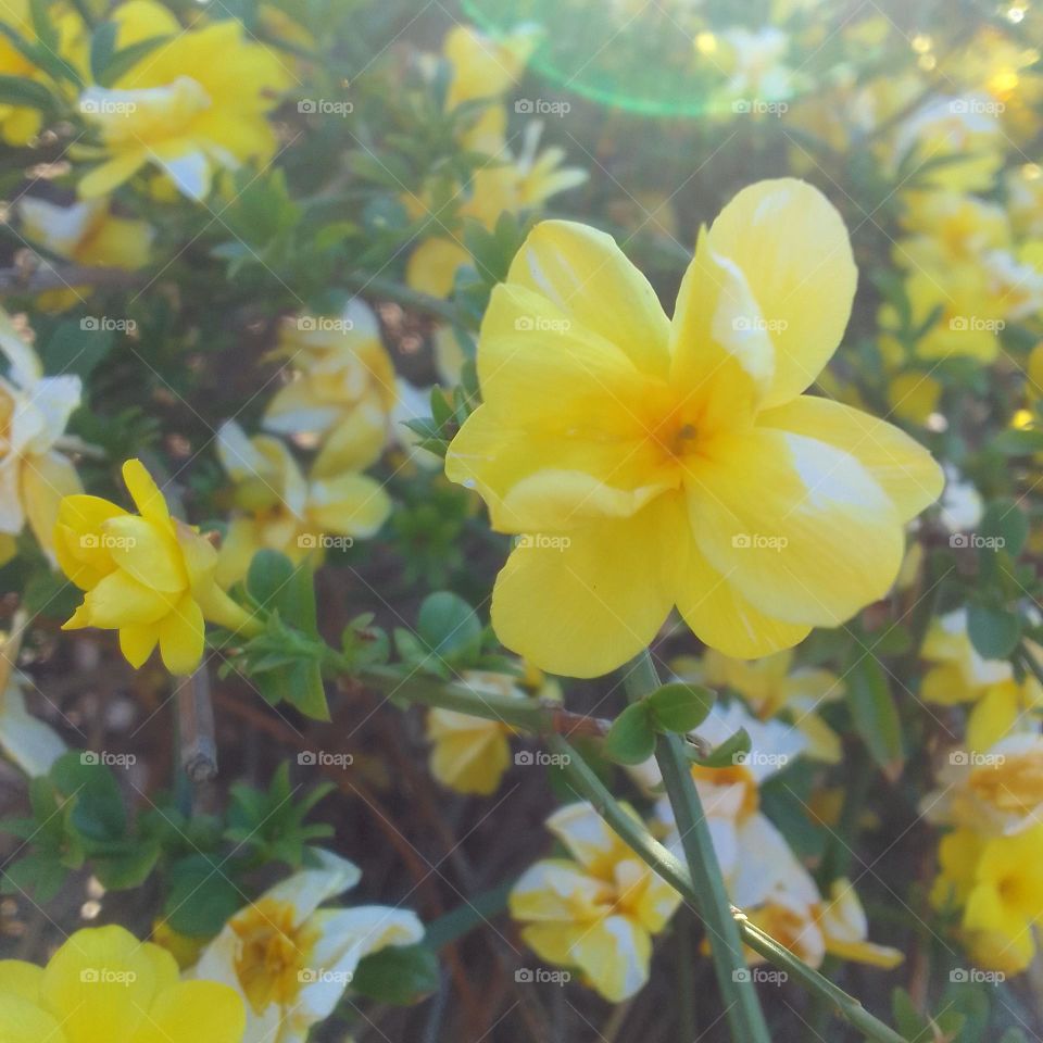 nice flower, yellow flower, nice color