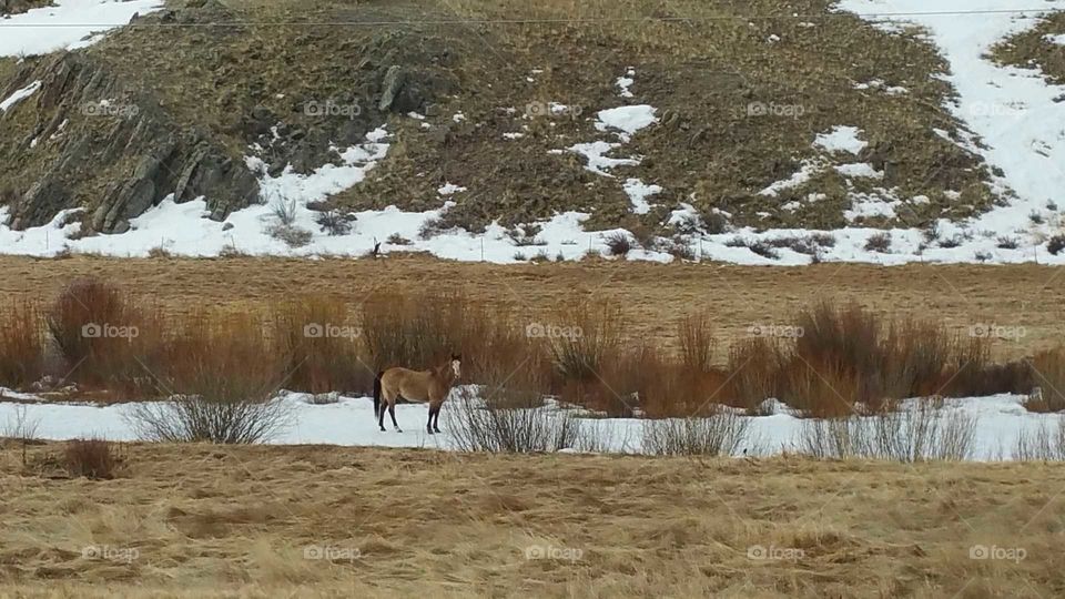 Horse on frozen river