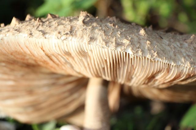 Pilz von unten