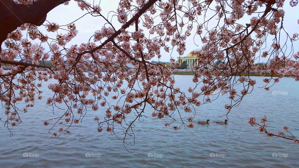 Tree, Branch, Cherry, Season, Nature