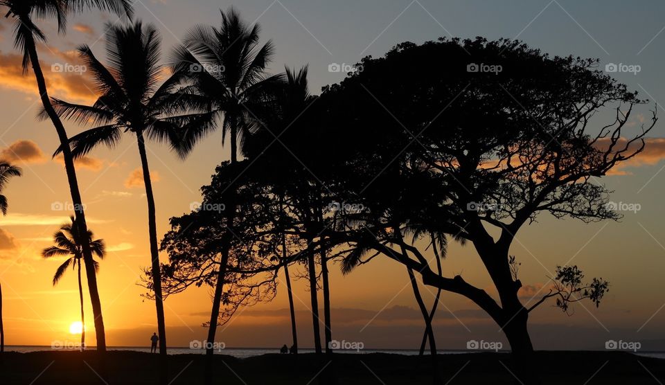 Sunset, Beach, Tropical, Tree, Sun