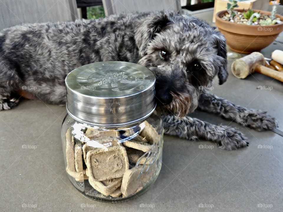 Billy sniffs his treats which are inside a glass jar.  This is a plastic free method. 