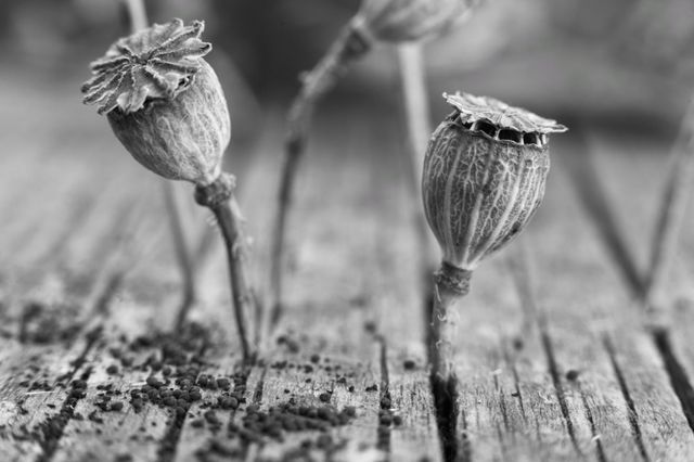black and white photo of dry poppy pods with seeds.