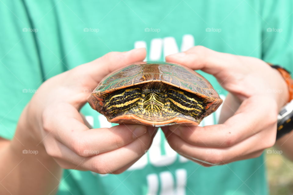 A boy is holding The Midland painted turtle (Chrysemys picta marginata)