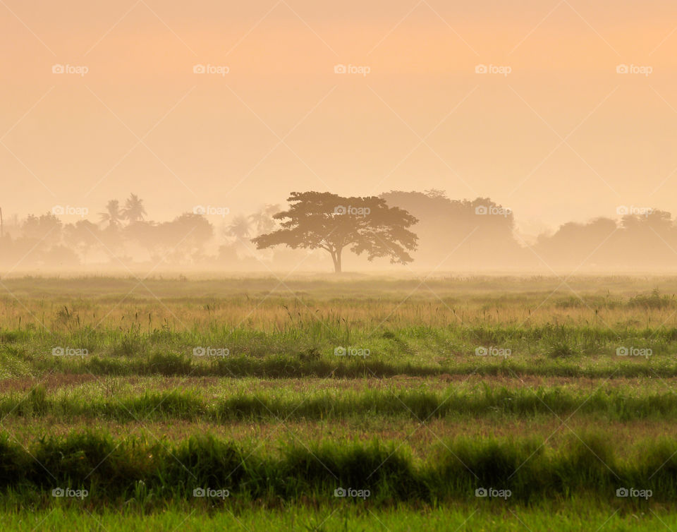 Alone tree in a foggy morning at the fields 