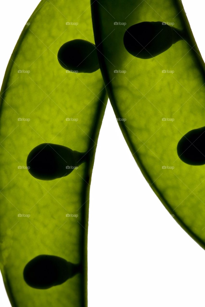 green raw healthy close up by botvidsson