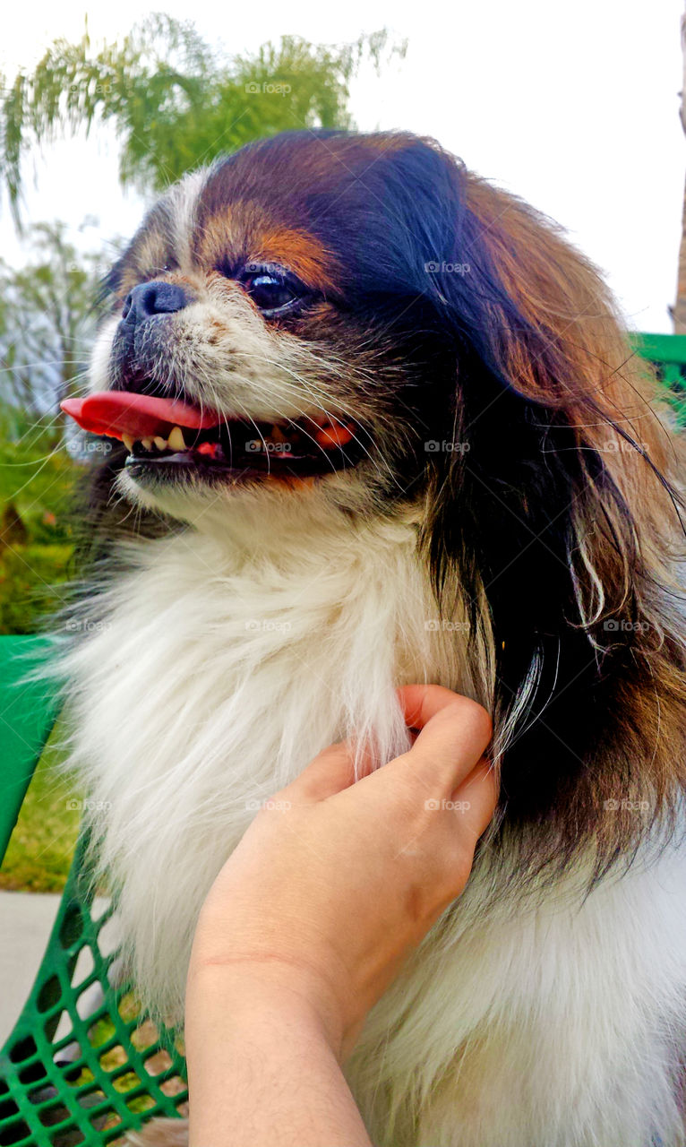 Human cuddling puppy, Dog looking side view