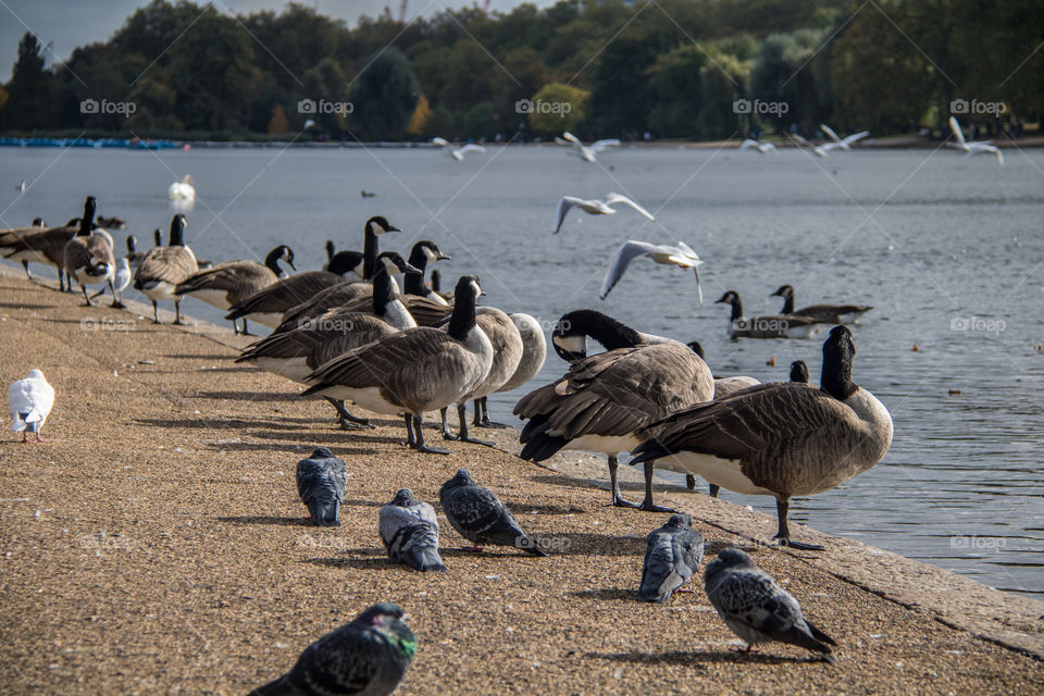 City wildlife 