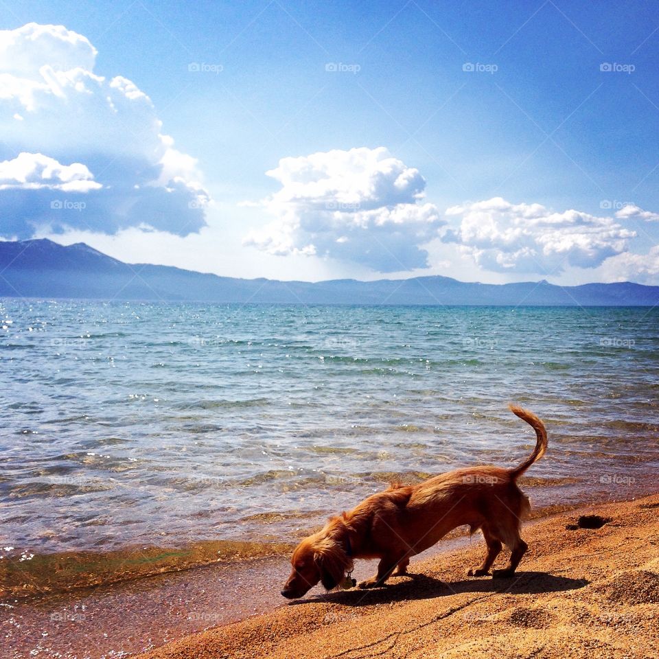 Weiner dog in Lake Tahoe
