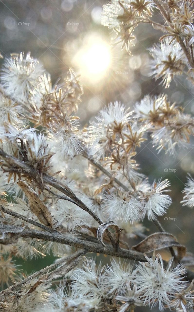 white weed soft sunlight
