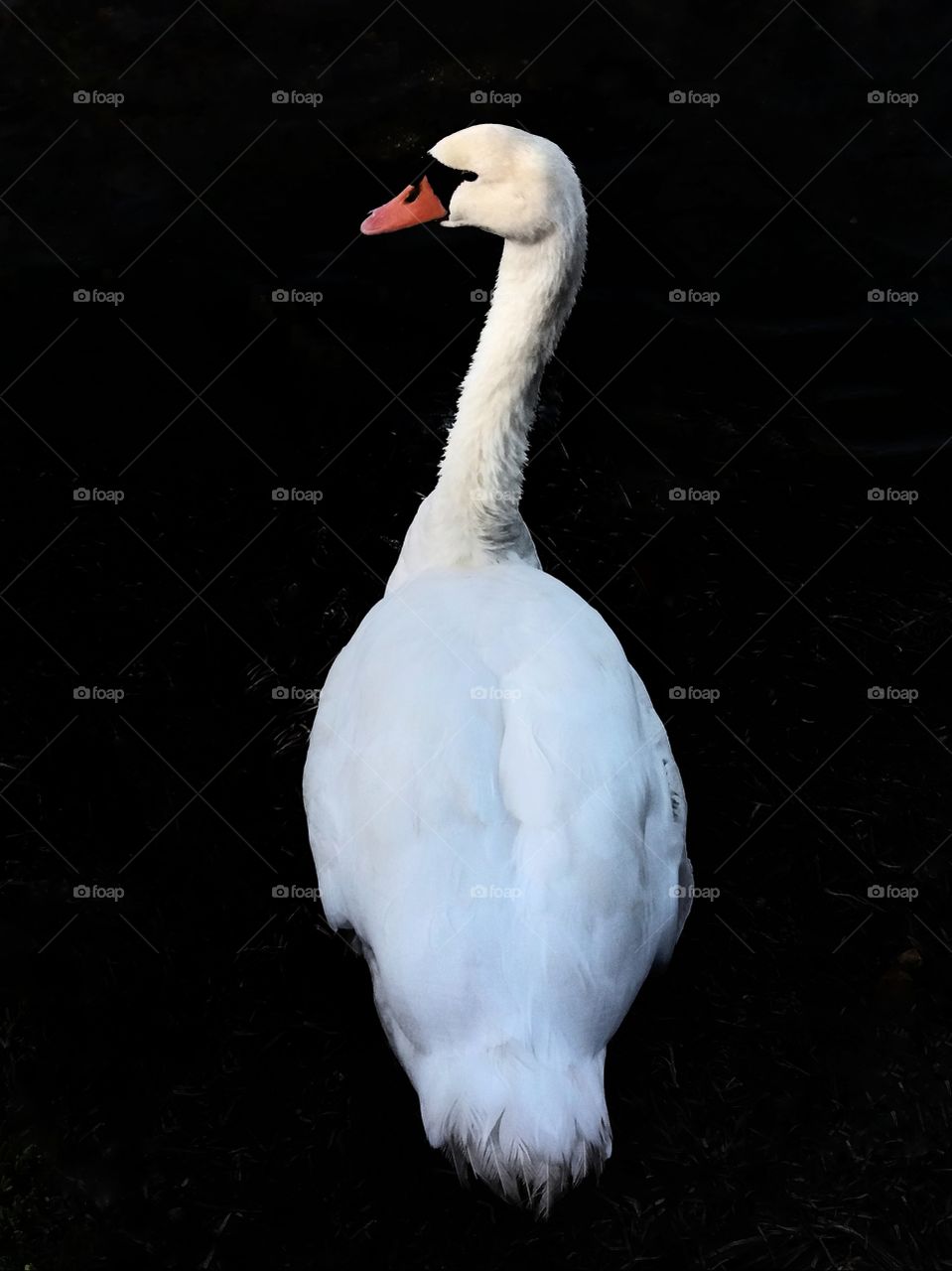 Black and white swan!