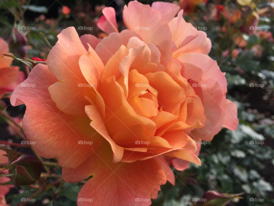 Peach rose