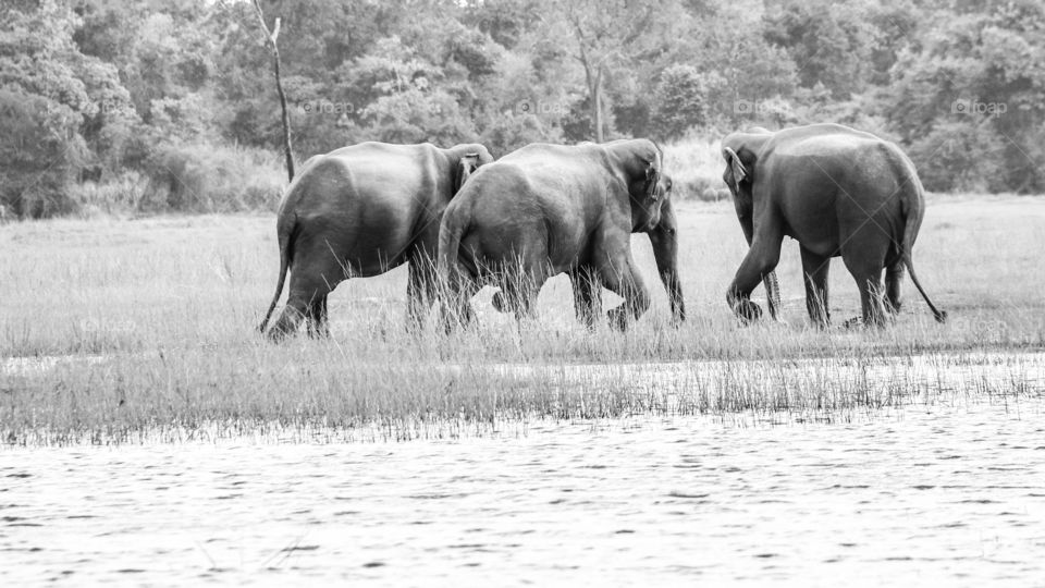 Wild Elephant meeting at River bank,  Srilanka
