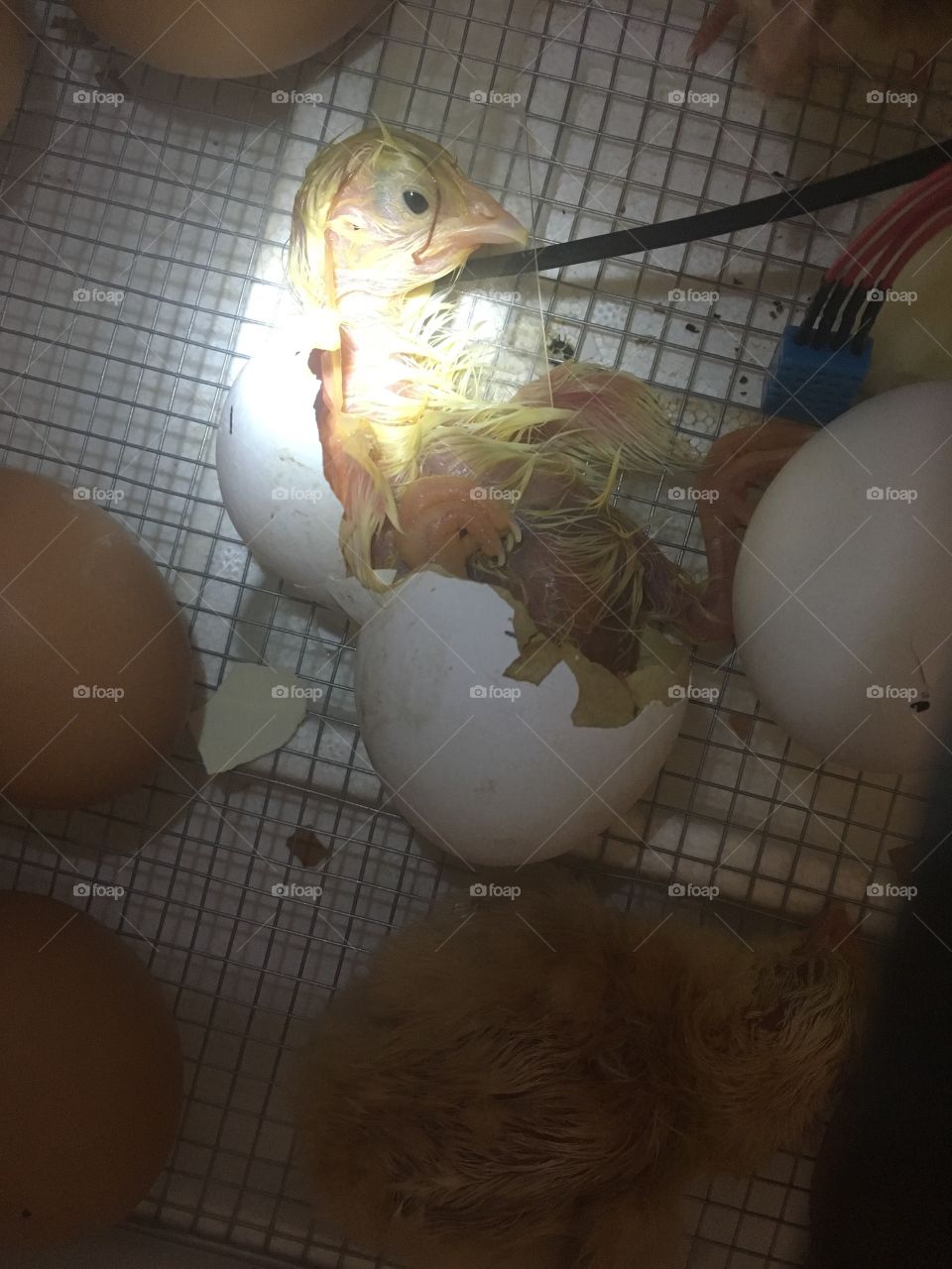 Chick Hatching 