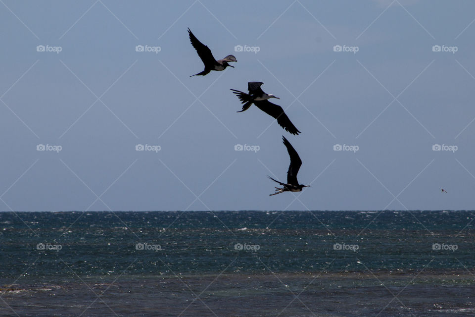 Seagulls flying at the beach