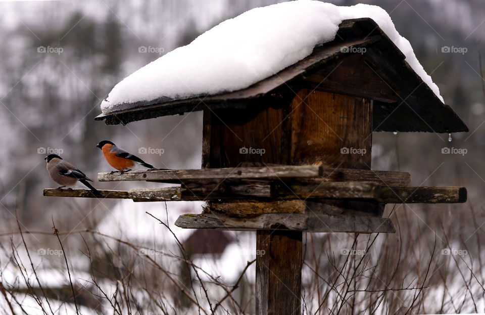 The bird is sitting on the feeder. Snow melts from the roof.