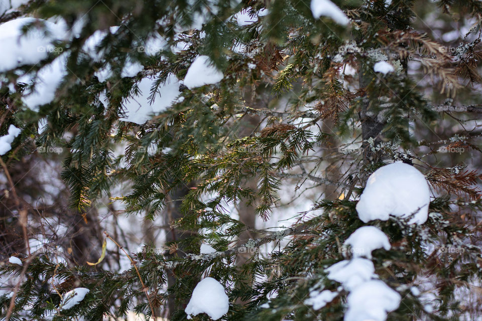 Pine trees during winter