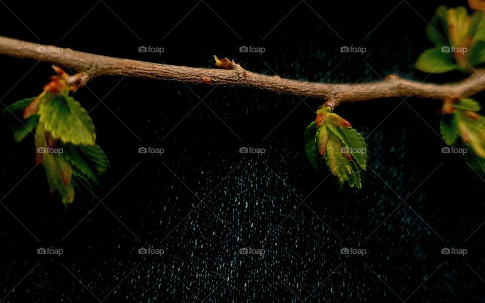 tree branch in the rain