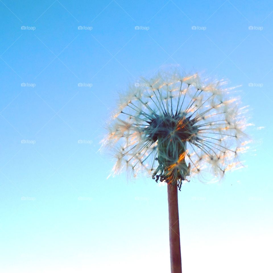 Dandelion Fuzz Against A Blue Sky 